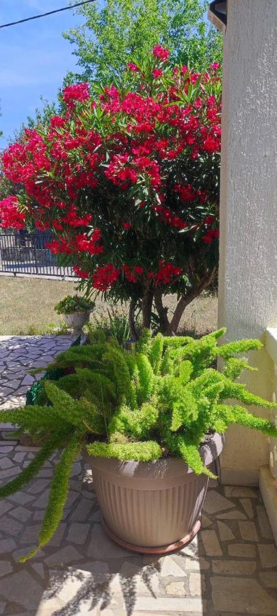 Villa Kadinela, 200M From Kamenjak, Huge Quiet Garden With Barbecue, 2 New Kitchens Premantura Exterior foto